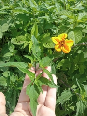 Sclerocarpus uniserialis