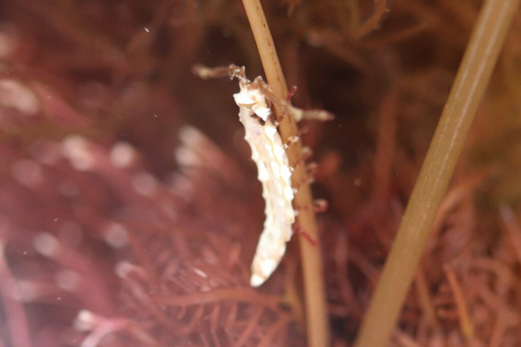 Eusymmerus