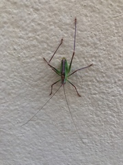 Leptophyes laticauda