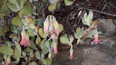 Cotyledon woodii