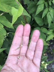 Fallopia convolvulus