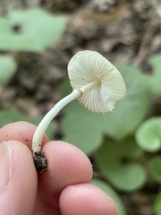Leucoagaricus coerulescens