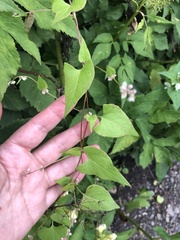 Fallopia convolvulus
