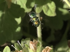 Hoplitis fulgida