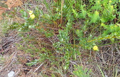 Cyclopia sessiliflora