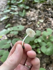 Leucoagaricus coerulescens