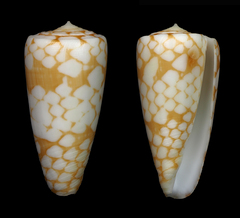 Conus cordigera