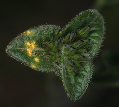 Coleosporium elephantopodis