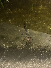 Alligator mississippiensis