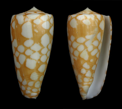 Conus cordigera