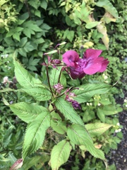 Impatiens glandulifera