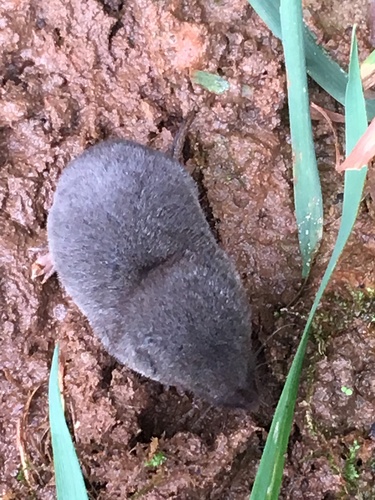 Southern Short-tailed Shrew