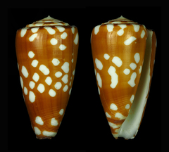 Conus cordigera