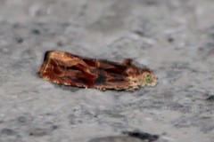 Olethreutes nitidana