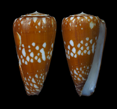 Conus cordigera
