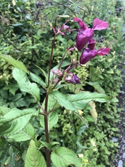 Impatiens glandulifera