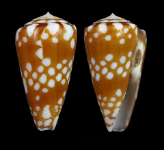 Conus cordigera