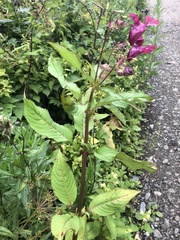 Impatiens glandulifera