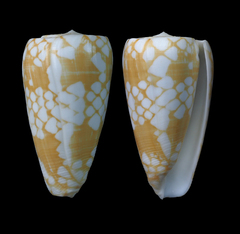 Conus cordigera