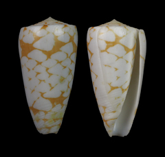 Conus cordigera