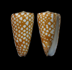 Conus cordigera