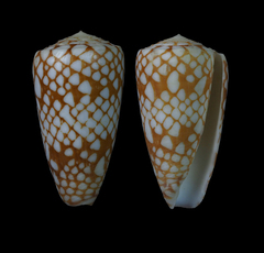 Conus cordigera