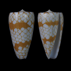 Conus cordigera