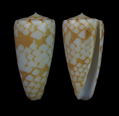 Conus cordigera