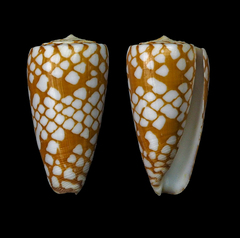 Conus cordigera