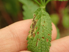 Calycomyza verbenae