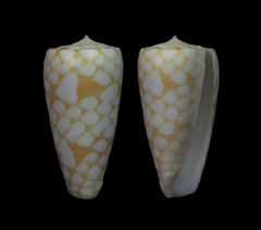 Conus cordigera