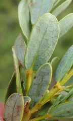 Cyclopia sessiliflora