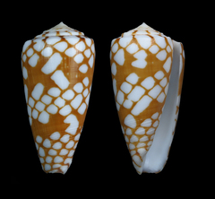 Conus cordigera