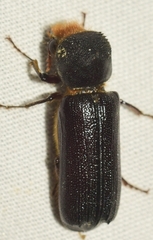Phonapate nitidipennis