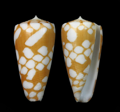 Conus cordigera