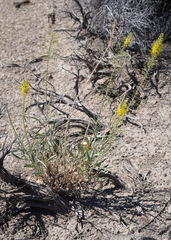 Stanleya pinnata pinnata