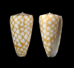 Conus cordigera