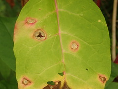 Pseudocercospora