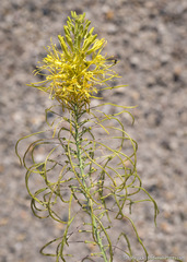 Stanleya pinnata pinnata