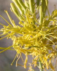 Stanleya pinnata pinnata