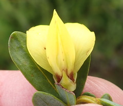 Cyclopia sessiliflora