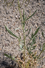 Stanleya pinnata pinnata