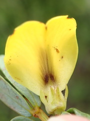 Cyclopia sessiliflora