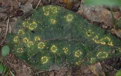 Coleosporium elephantopodis