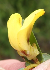 Cyclopia sessiliflora