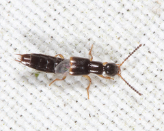 Neobisnius sobrinus