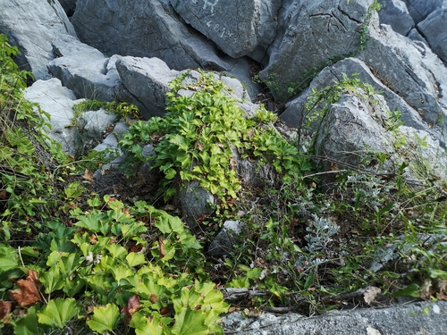 pavinič trojlaločný (Parthenocissus tricuspidata)