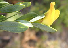Cyclopia sessiliflora