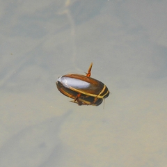 Dytiscus habilis