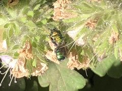 Hoplitis fulgida